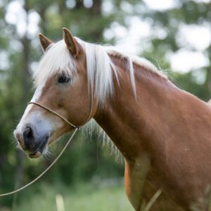 Fotografenhalfter beige / gold langes ca. 4 Meter Seil für Pferde Uni-Size kein Verrutschen ins Auge, leicht zu retuschieren! (Kopie)